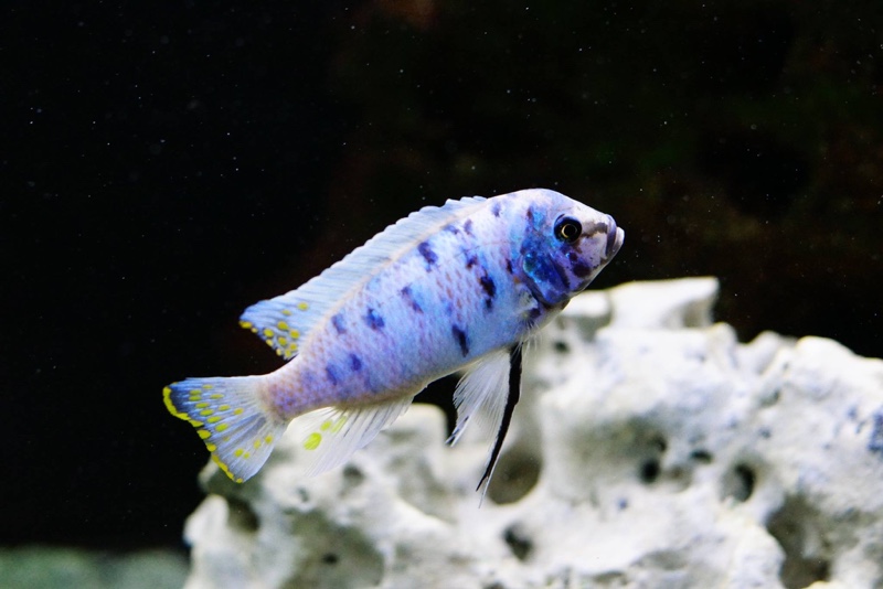 Maylandia zebra 'Chizumulu Island'